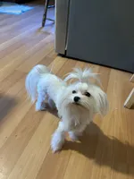Girl, a female Maltese for sale in Portland, OR – Photo 3 of 8