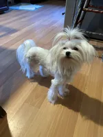 Girl, a female Maltese for sale in Portland, OR – Photo 6 of 8