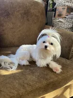 Girl, a female Maltese for sale in Portland, OR – Photo 5 of 8