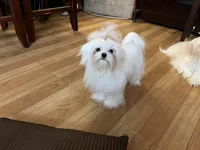 Girls Katty, a female Maltese for sale in Portland, OR – Photo 4 of 10