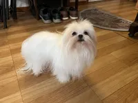 Girls Katty, a female Maltese for sale in Portland, OR – Photo 5 of 10