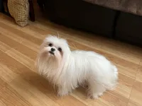 Girls Katty, a female Maltese for sale in Portland, OR – Photo 6 of 10