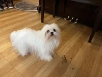 Girls Katty, a female Maltese for sale in Portland, OR – Photo 7 of 10