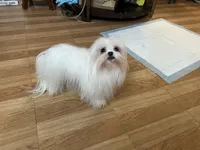 Girls Katty, a female Maltese for sale in Portland, OR – Photo 9 of 10