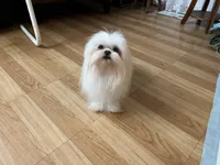 Girls Katty, a female Maltese for sale in Portland, OR – Photo 10 of 10