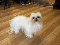 Girls Katty, a female Maltese for sale in Portland, OR – Photo 8 of 10