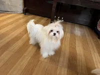 Girls Katty, a female Maltese for sale in Portland, OR – Photo 1 of 10