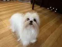Girls Katty, a female Maltese for sale in Portland, OR – Photo 2 of 10