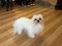 Girls Katty, a female Maltese for sale in Portland, OR – Photo 3 of 10