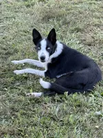 Purple Female , a female Border Collie for sale in Woodstock, OH – 4 of 6