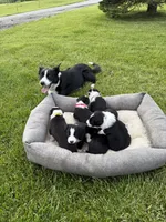 Yellow Female, a female Border Collie for sale in Woodstock, OH – 4 of 4