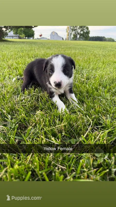 Yellow Female – Border Collie puppy for sale in Woodstock, OH