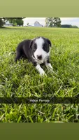 Yellow Female, a female Border Collie for sale in Woodstock, OH – 1 of 4