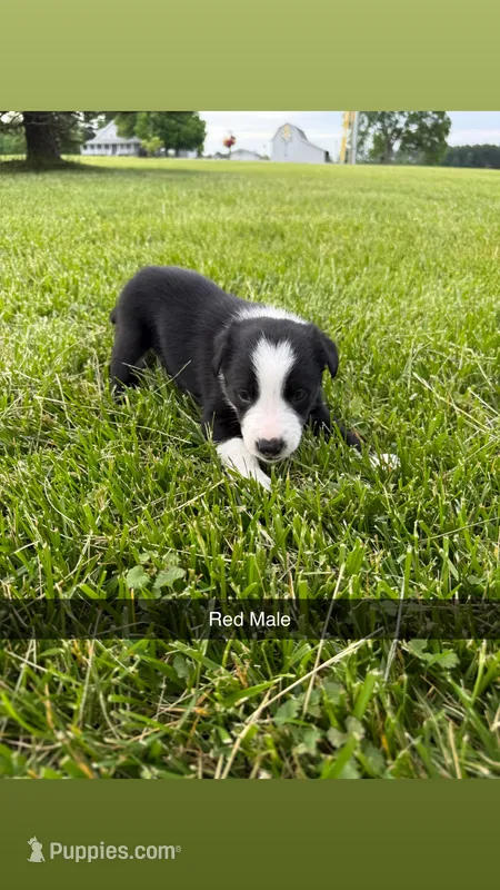 Red Male – Border Collie puppy for sale in Woodstock, OH