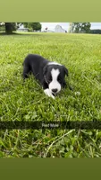 Red Male, a male Border Collie for sale in Woodstock, OH – 1 of 5