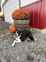 Yellow Female, a female Border Collie for sale in Woodstock, OH – 3 of 4