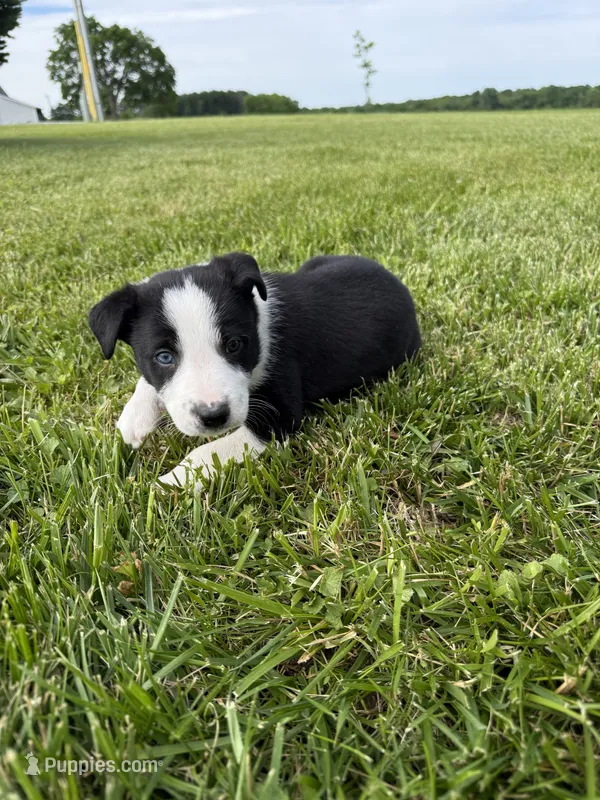 Yellow Female – Border Collie puppy for sale in Woodstock, OH