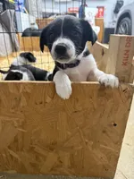 Purple Female , a female Border Collie for sale in Woodstock, OH – 3 of 6
