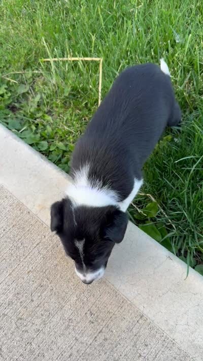 Purple Female , a female Border Collie for sale in Woodstock, OH – 6 of 6