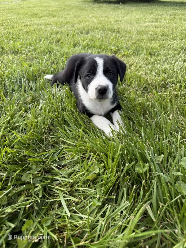 Hot Pink Female – Border Collie puppy for sale in Woodstock, OH