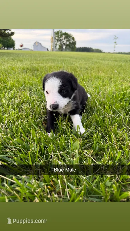 Blue Male – Border Collie puppy for sale in Woodstock, OH