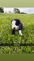 Blue Male, a male Border Collie for sale in Woodstock, OH – 1 of 4