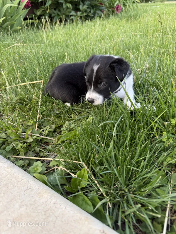 Purple Female  – Border Collie puppy for sale in Woodstock, OH