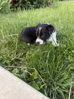 Purple Female , a female Border Collie for sale in Woodstock, OH – 1 of 6