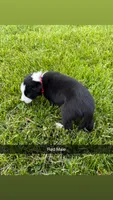 Red Male, a male Border Collie for sale in Woodstock, OH – 2 of 5