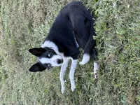Blue Male, a male Border Collie for sale in Woodstock, OH – 4 of 4