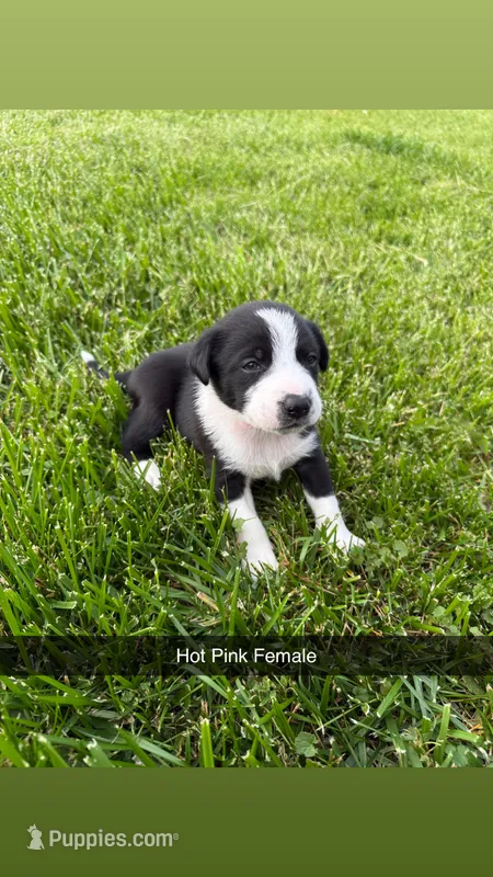 Hot Pink Female – Border Collie puppy for sale in Woodstock, OH