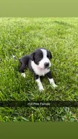 Hot Pink Female, a female Border Collie for sale in Woodstock, OH – 1 of 4