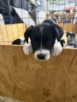 Purple Female , a female Border Collie for sale in Woodstock, OH – 2 of 6