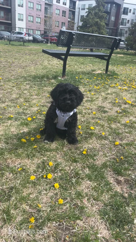Nova – Aussiedoodle puppy for sale in Coon Rapids, MN