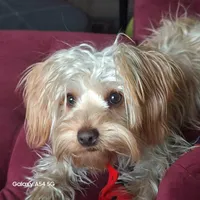 Honey Kiss 2, a male Yorkipoo and Yorkshire Terrier for sale in Denver, CO – Photo 6 of 6