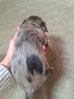 Honey Kiss 2, a male Yorkipoo and Yorkshire Terrier for sale in Denver, CO – Photo 2 of 6