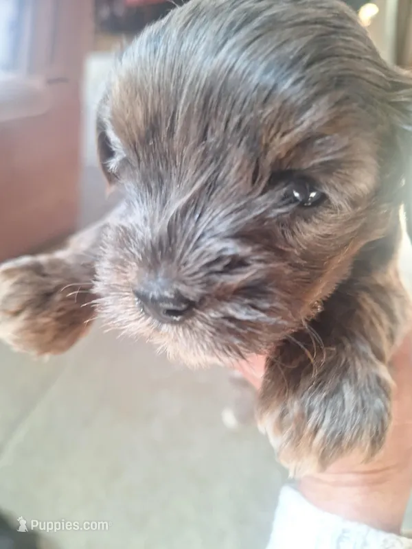 Honey Kiss 2 – Yorkipoo, Yorkshire Terrier puppy for sale in Denver, CO