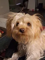 Honey Kiss 2, a male Yorkipoo and Yorkshire Terrier for sale in Denver, CO – Photo 5 of 6