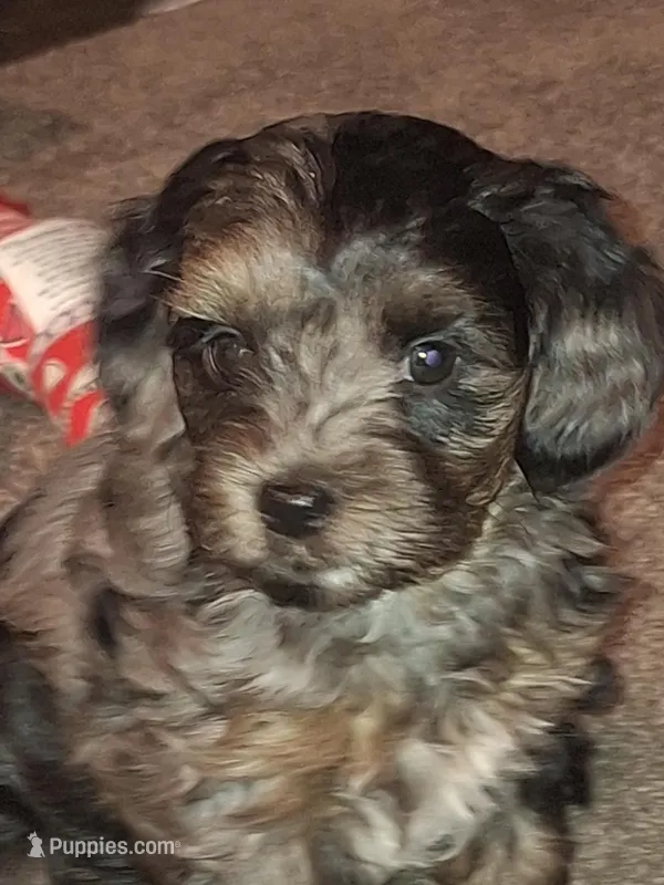 Honey's Kiss 2 – Yorkipoo puppy for sale in Denver, CO