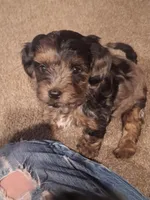 Honey's Kiss 2, a male Yorkipoo for sale in Denver, CO – Photo 4 of 7