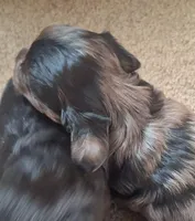 Honey's Kiss 2, a male Yorkipoo for sale in Denver, CO – Photo 2 of 7