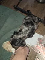 Honey's Kiss 2, a male Yorkipoo and Yorkshire Terrier for sale in Denver, CO – 2 of 3