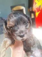 Honey's Kiss 2, a male Yorkipoo for sale in Denver, CO – Photo 5 of 7