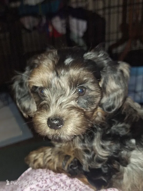 Honey's Kiss 2 – Yorkipoo, Yorkshire Terrier puppy for sale in Denver, CO