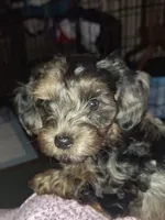 Honey's Kiss 2, a male Yorkipoo and Yorkshire Terrier for sale in Denver, CO – 1 of 3