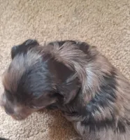 Honey's Kiss 2, a male Yorkipoo for sale in Denver, CO – Photo 3 of 7