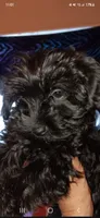 Kisses Honey , a female Yorkipoo and Yorkshire Terrier for sale in Denver, CO – 2 of 3
