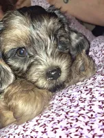 Honey's Kiss 2, a male Yorkipoo and Yorkshire Terrier for sale in Denver, CO – 1 of 3