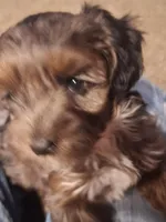 Honey's Kiss 1, a male Yorkipoo and Yorkshire Terrier for sale in Denver, CO – 2 of 3