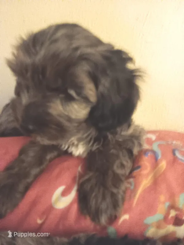 Honey's Kiss 1 – Yorkipoo, Yorkshire Terrier puppy for sale in Denver, CO